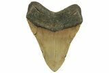 Fossil Megalodon Tooth - North Carolina #219939-2